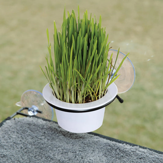 K&H Pet Products EZ Mount Cat Grass Grow Station for Window - Healthy Home Grown Grass Cat Kit for Bored Indoor Adult Cats Pairs Purr-fectly with Cat Window Perches Farmed in USA Non-GMO Grass